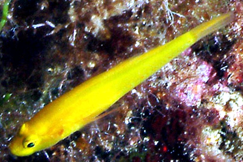 Gobius auratus_2054